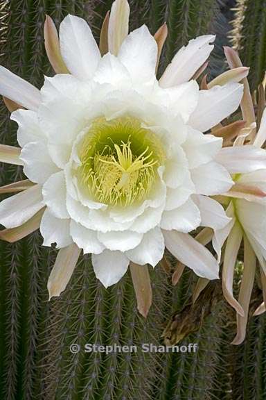 echinopsis 2 graphic